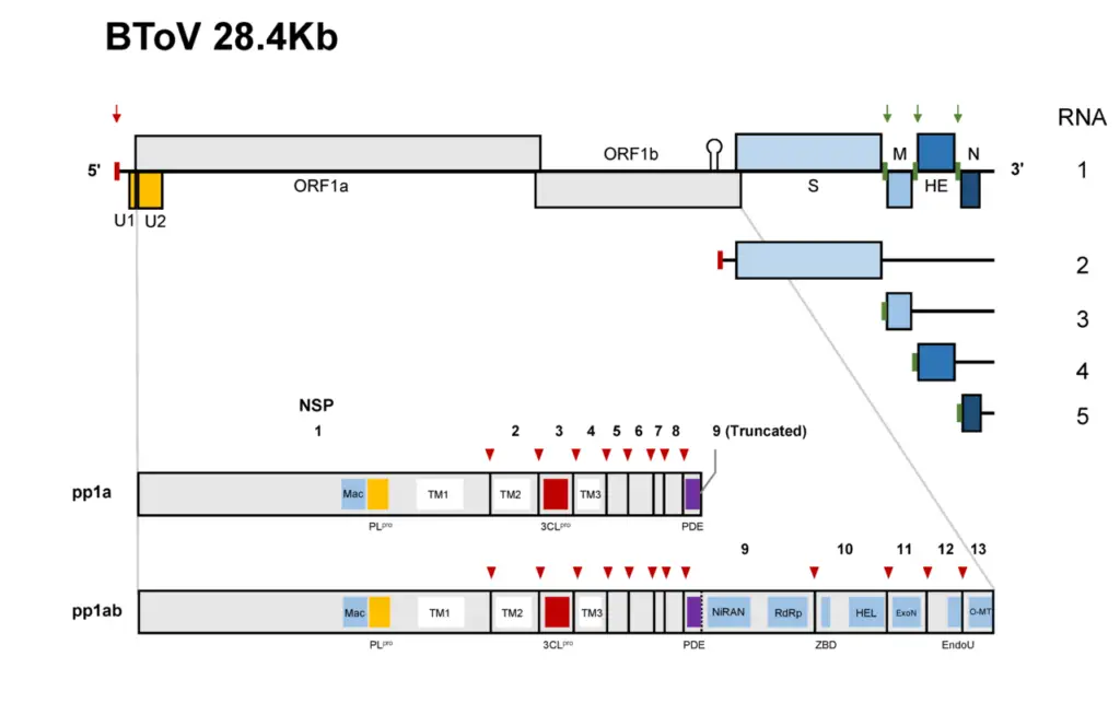 Genome organisation and gene expression of bovine torovirus (BToV)