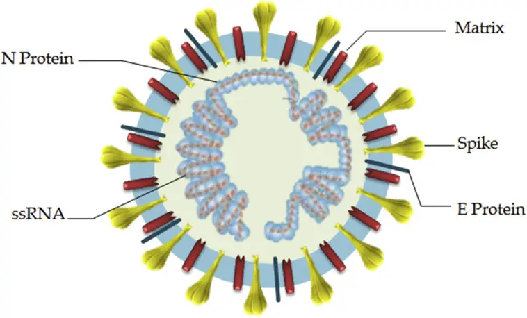 Structure of severe acute respiratory syndrome coronavirus 2