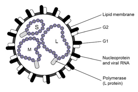Structure of Hanta Virus