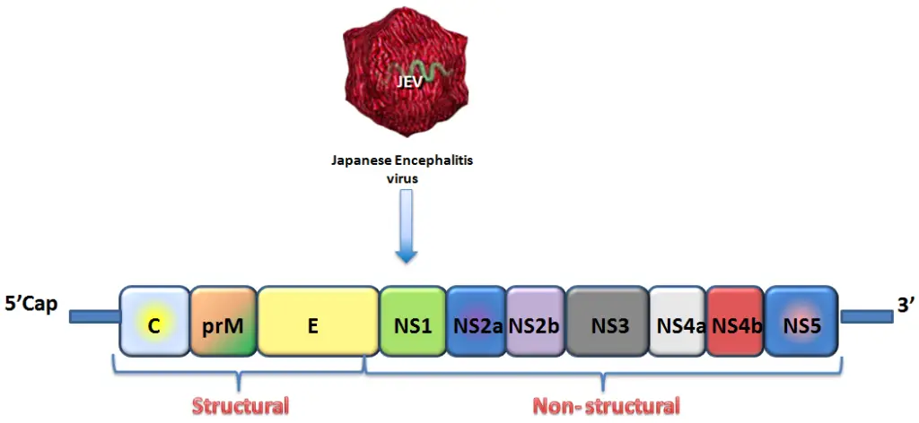 The genome of Japanese Encephalitis Virus, constituting the 3 Structural genes: C, prM, E and 7 Non-structural genes: NS1, NS2a, NS2b, NS3, NS4a, NS4b, NS5.

