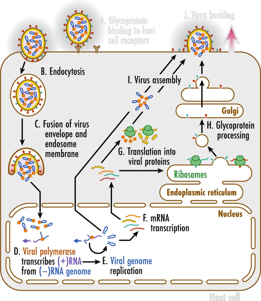 Replication in nucleus of Influenza A Virus