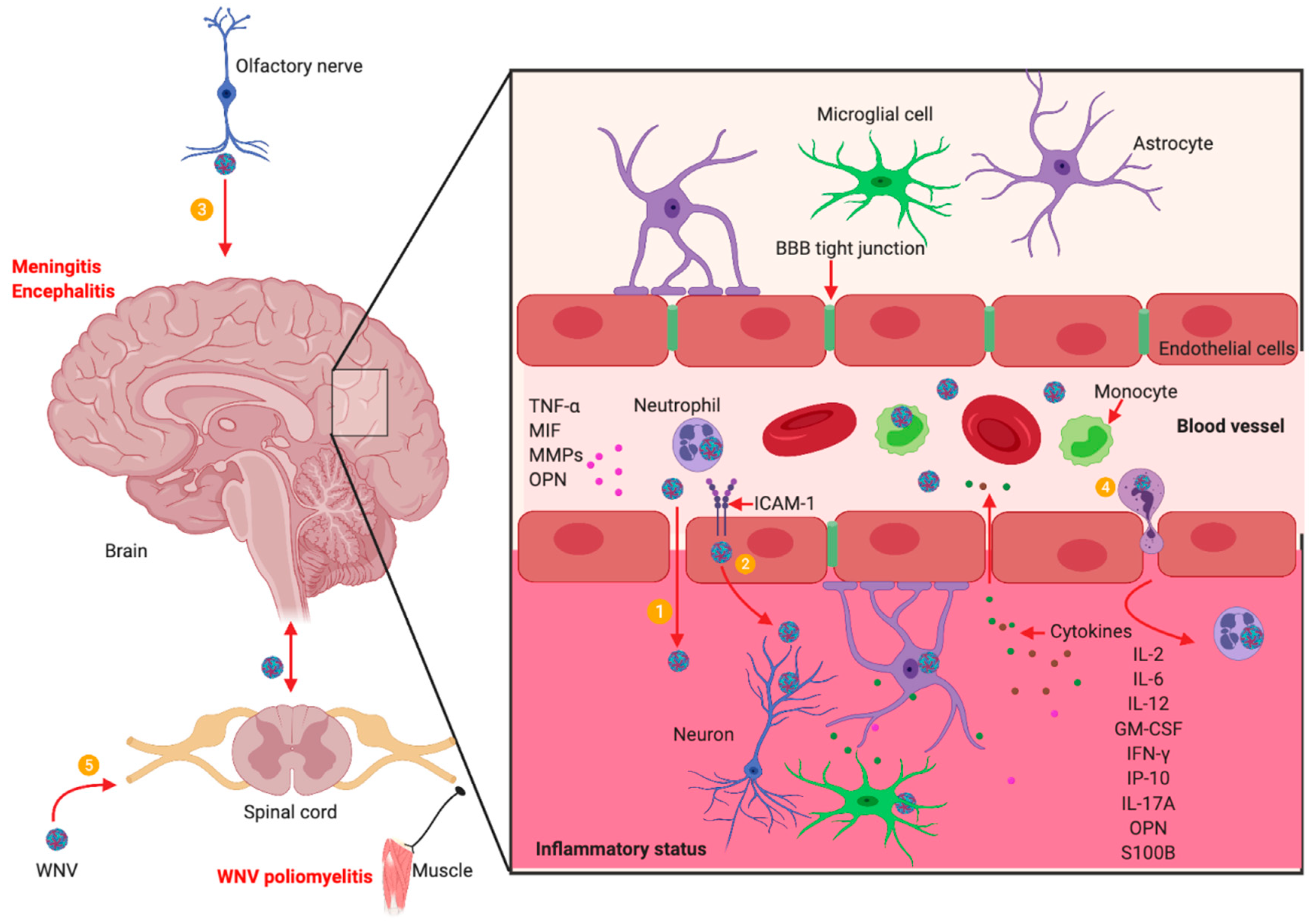 West Nile virus (WNV) neuroinvasion and neuropathogenesis.
