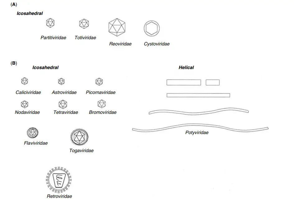 Classification of Virus
