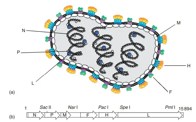 Structure of Measles Virus