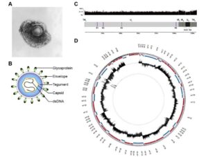 Genome of Varicella Zoster Virus