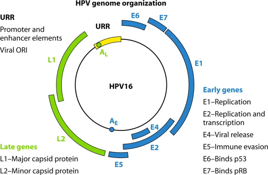 Genome Structure of Human Papillomavirus (HPV)