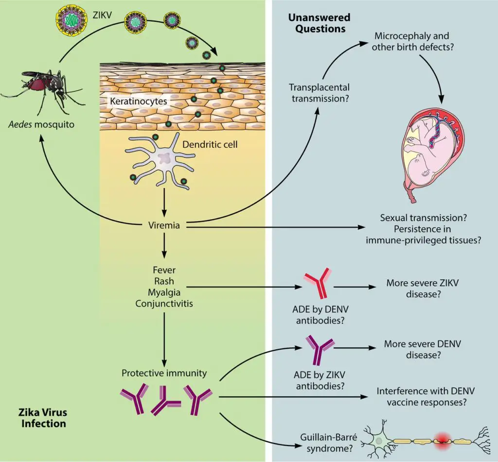 Pathogenesis of Zika Virus