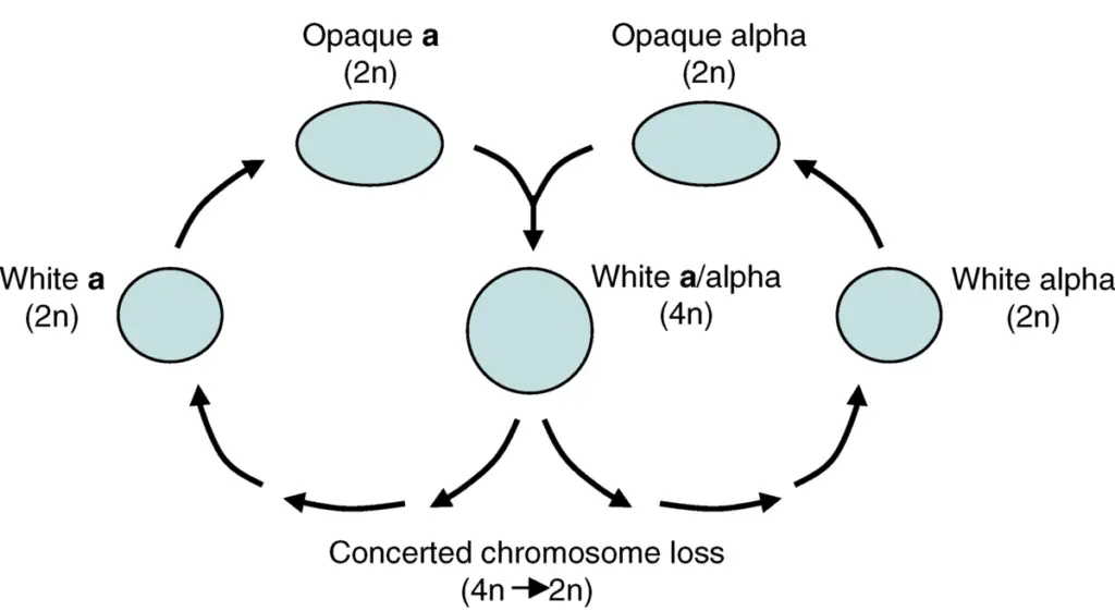 Parasexual cycle of Candida albicans