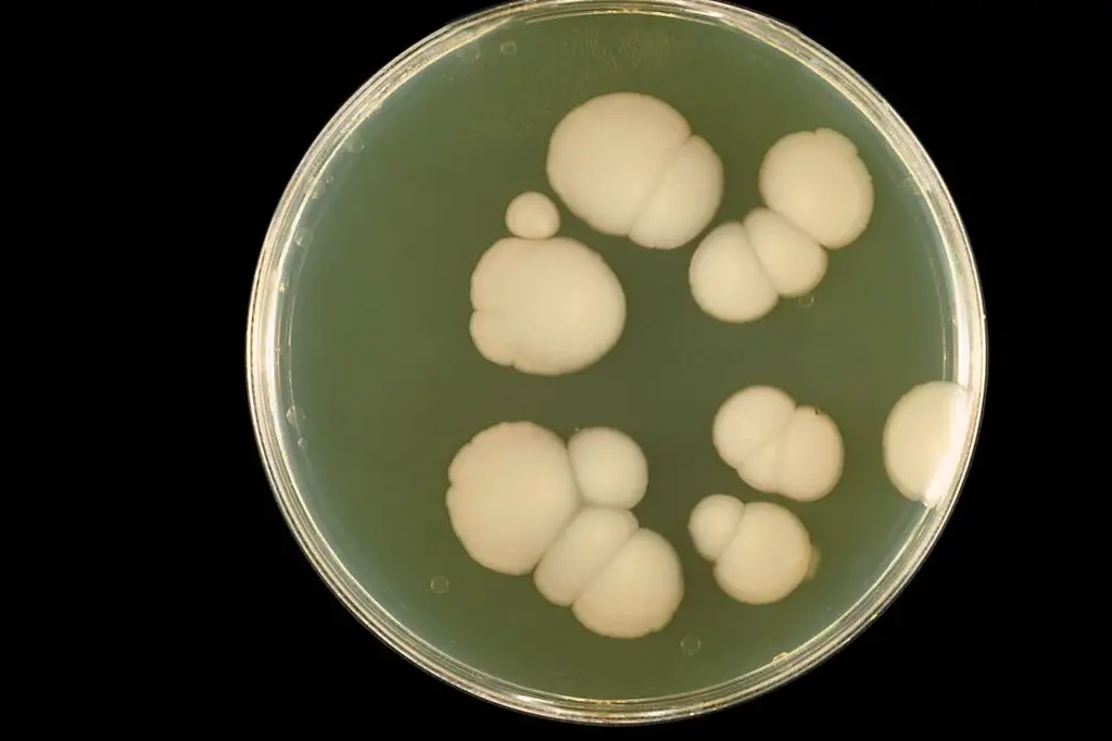 Candida albicans growing on Sabouraud agar