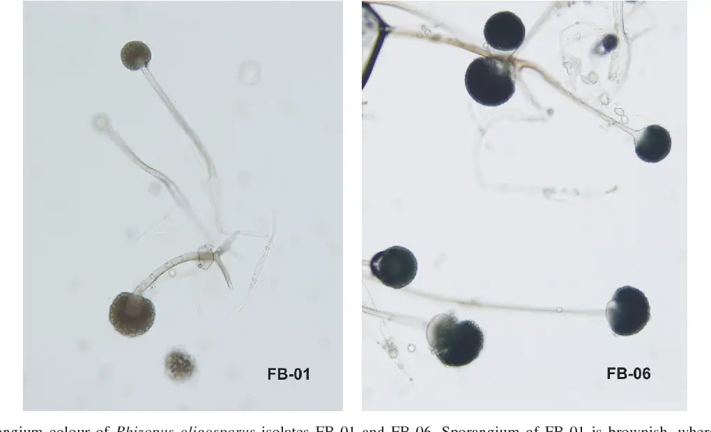 Sporangium colour of Rhizopus oligosporus isolates FB-01 and FB-06. Sporangium of FB-01 is brownish, whereas sporangium of FB-06 is blackish. 