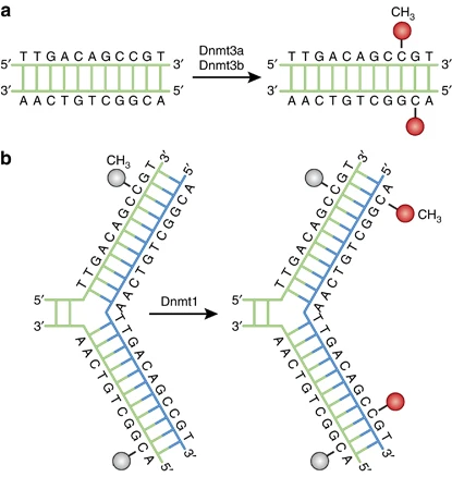 DNA methylation pathways