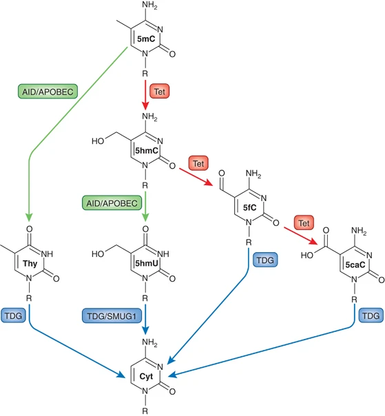 Active DNA demethylation pathways