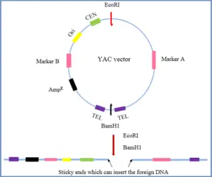 Yeast Artificial Chromosomes (YACs) - Definition, Structure, Construction, Uses