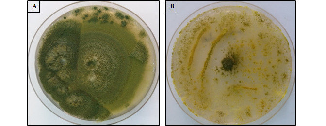 A. The A. flavus isolate colony on malt extract agar, at 37 ºC for 5 days, appears with deep or dark green in color of its top surface. B. Colony of A. flavus isolates grew on (CZA) at 37 ºC for 5 days appears with scattered yellow color of top surface without exudate.
