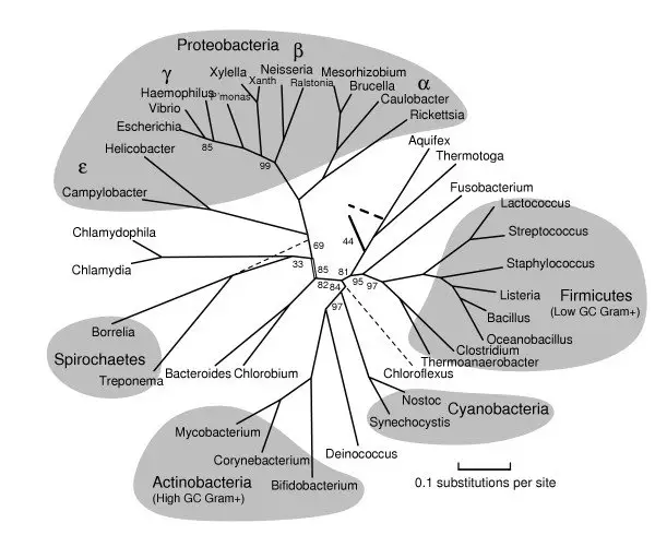 Bacterial Phylogenetic Tree
