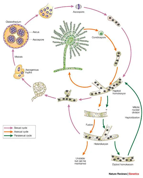 Aspergillus nidulans life cycle. From: Nat Rev Genetics.