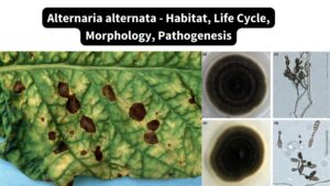 Alternaria alternata - Habitat, Life Cycle, Morphology, Pathogenesis
