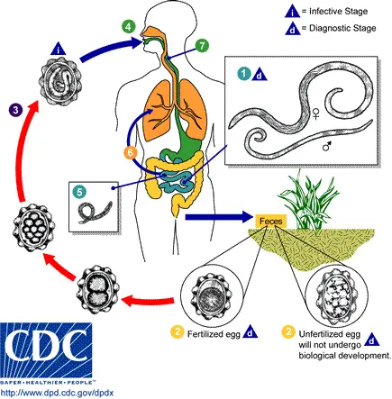 Life cycle of Ascaris Lumbricoides