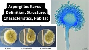 Aspergillus flavus - Definition, Structure, Characteristics, Habitat