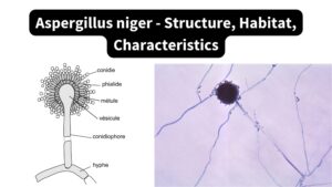 Aspergillus niger - Structure, Habitat, Characteristics