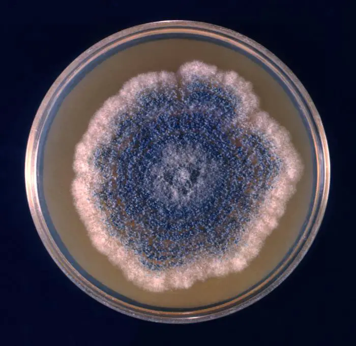 Aspergillus clavatus colony growing on petri dish