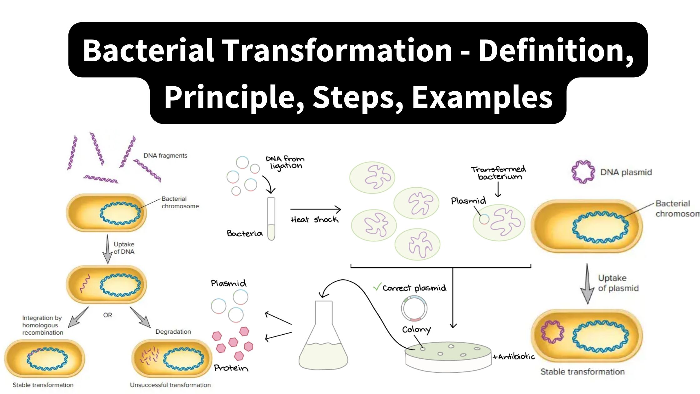 Bacterial Transformation - Definition, Principle, Steps, Examples