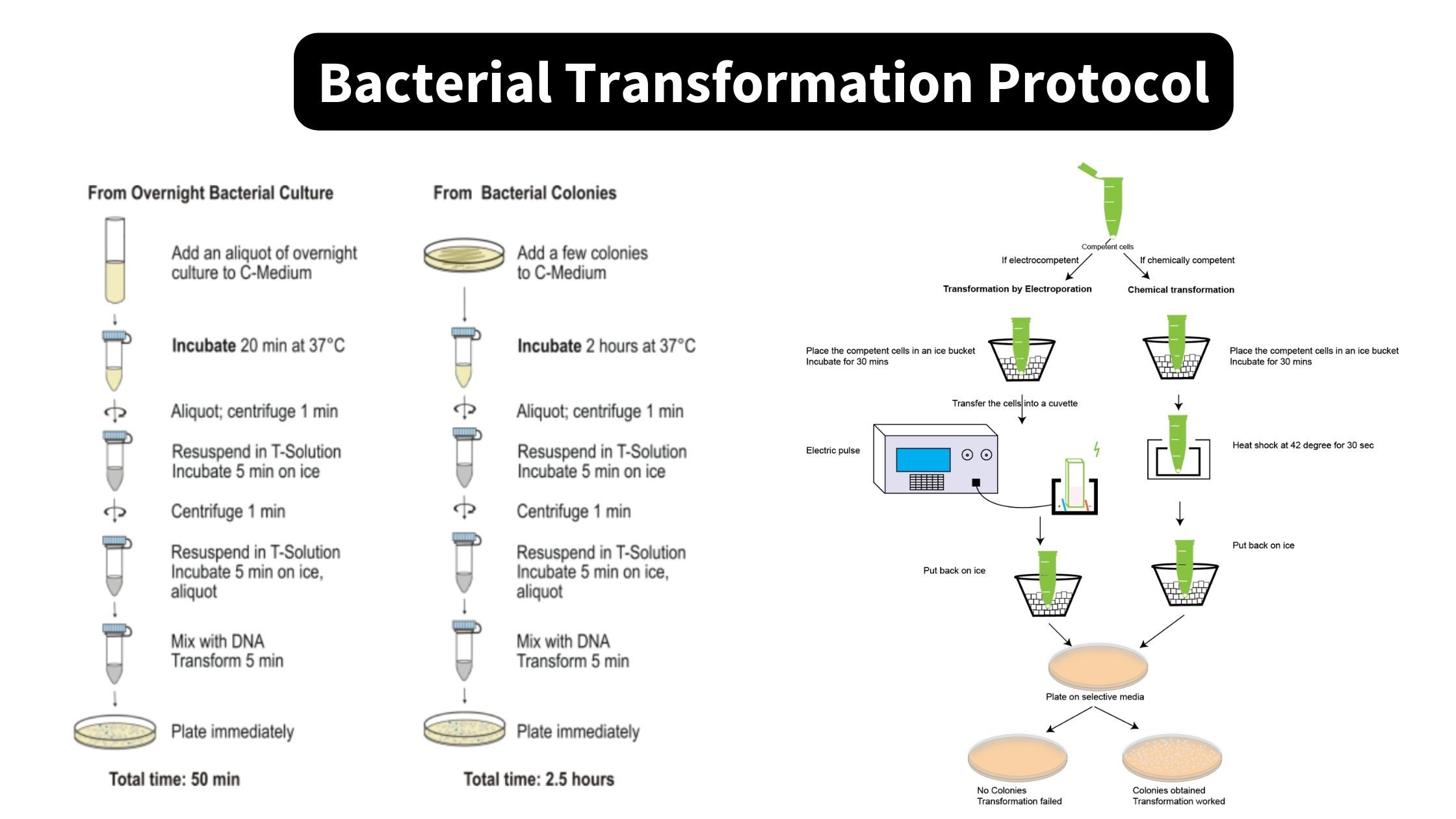 Bacterial Transformation Protocol