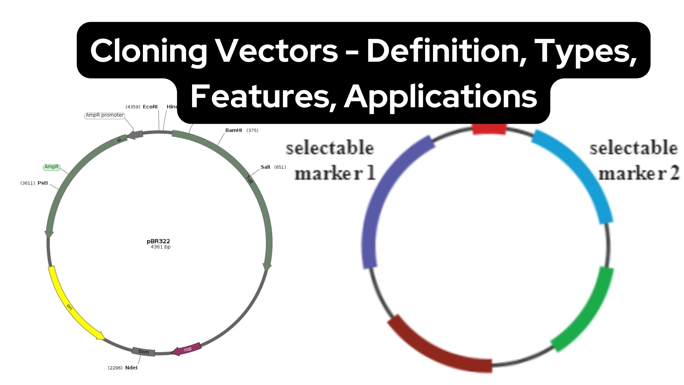 Cloning Vectors - Definition, Types, Features, Applications