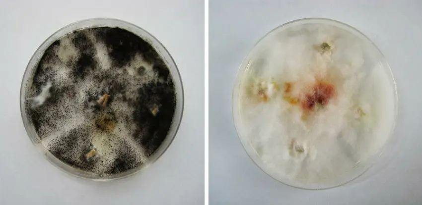 Czapek Dox agar culture showing typical colonies of Aspergillus niger