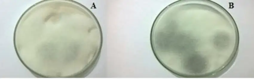 Development of Rhizopus oligosporus in PDA medium with Rice (A) and in PDA medium only (B).
