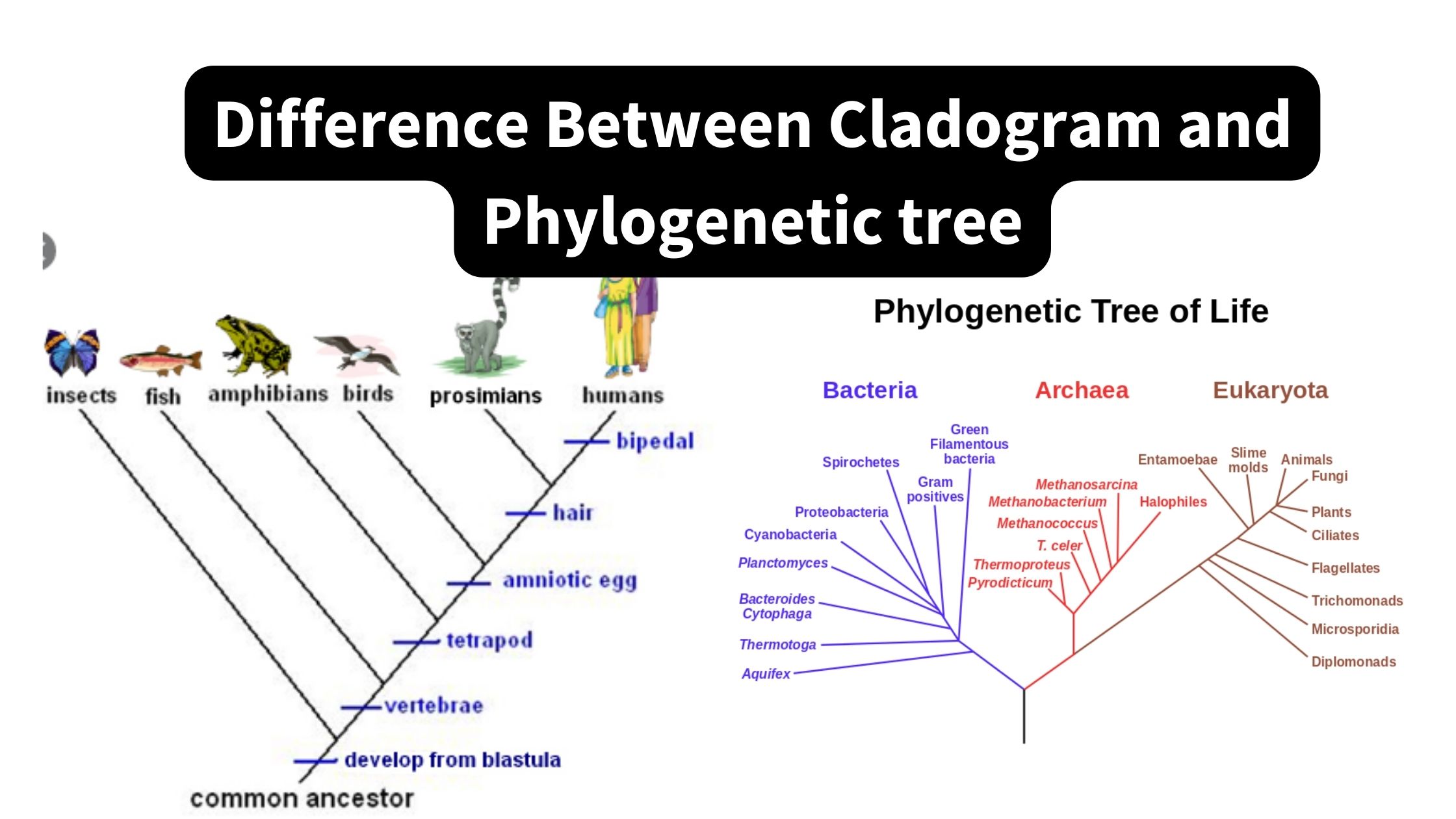 Difference Between Cladogram and Phylogenetic tree