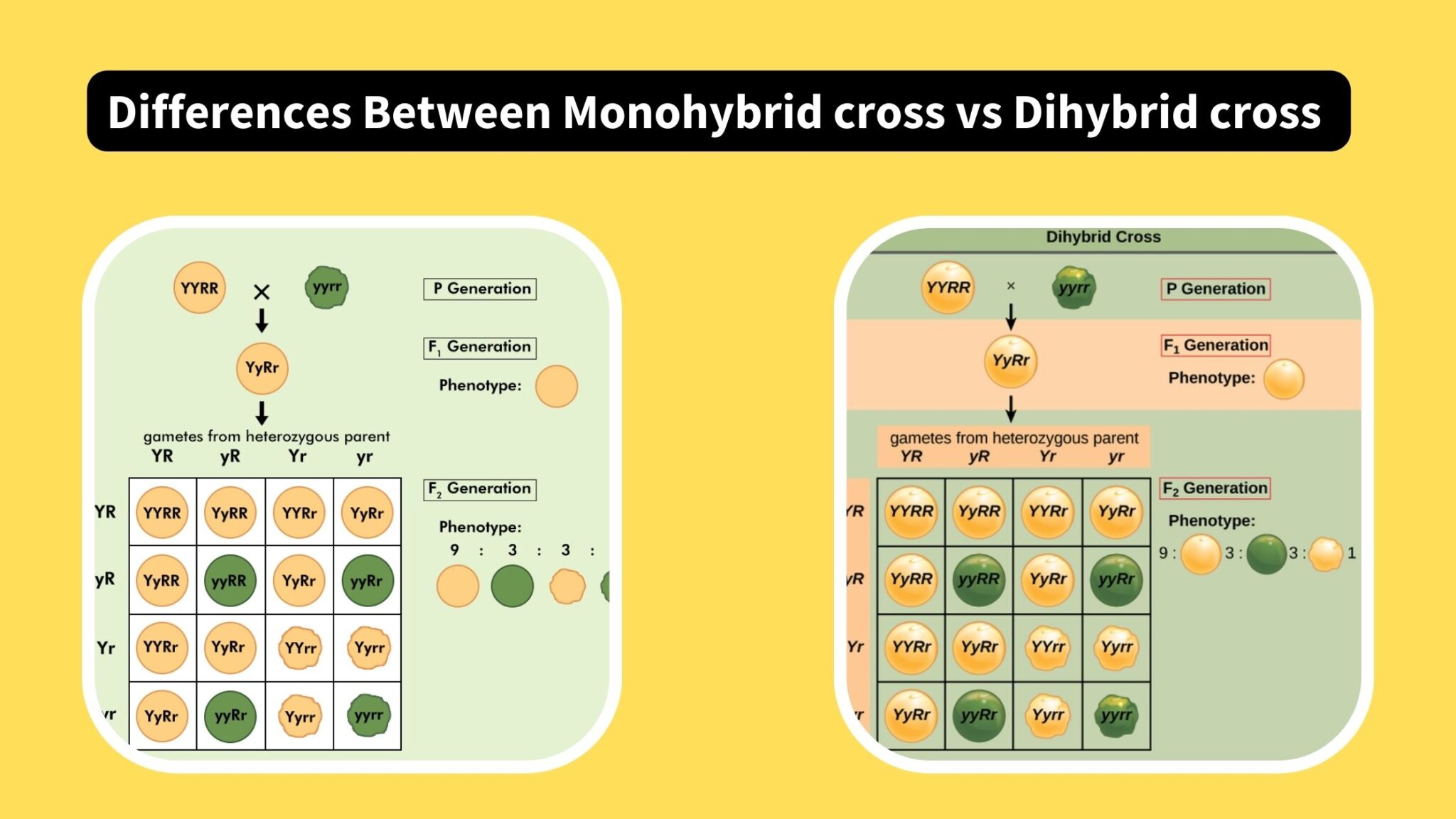 Дигибридное скрещивание и моногибридное различия. Цитологические основы дигибридного скрещивания. Dihybrid Cross. Скрещивание с одним признаком.