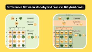 Differences Between Monohybrid cross vs Dihybrid cross