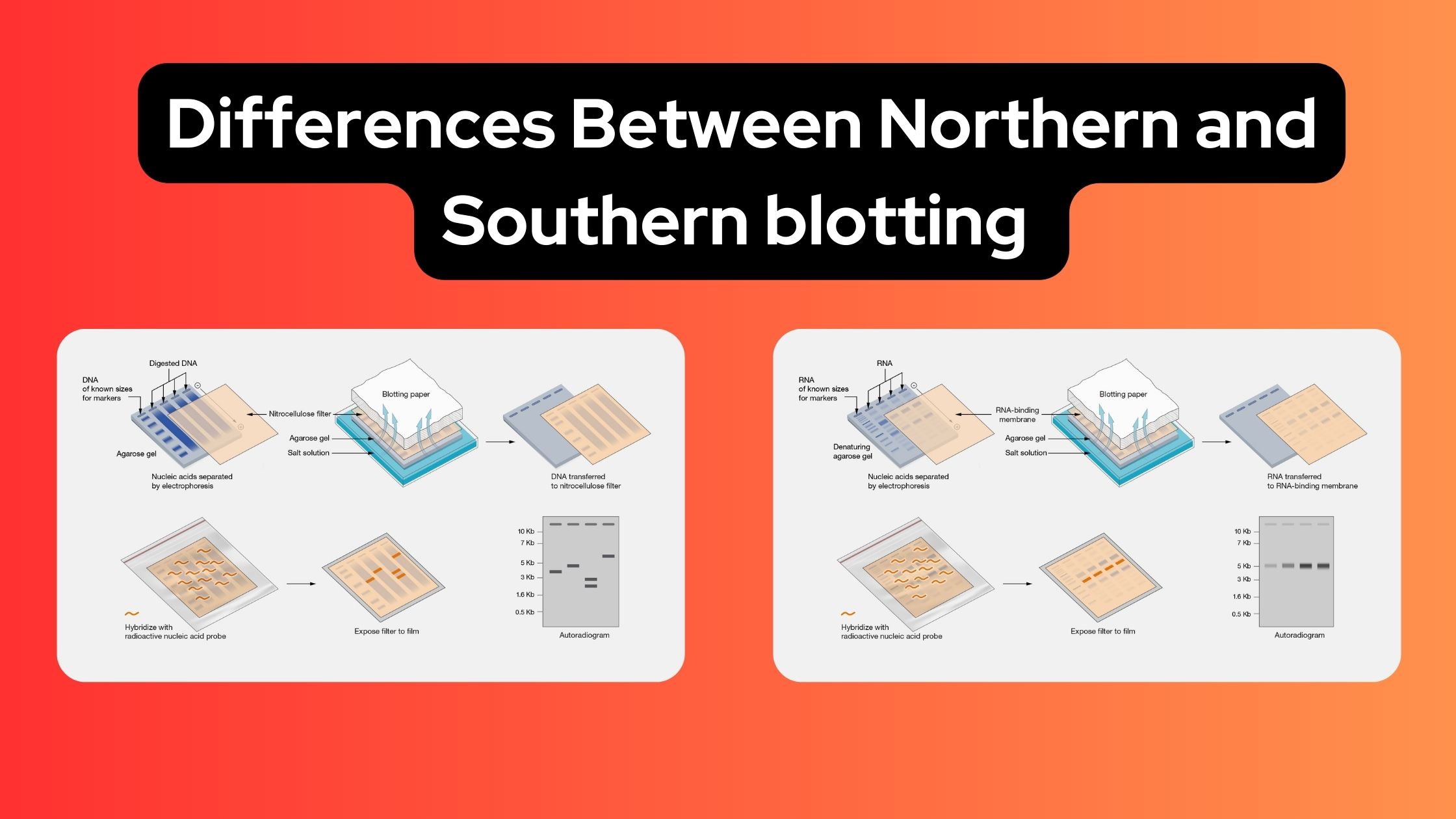 Differences Between Northern and Southern blotting