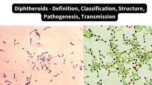 Diphtheroids - Definition, Classification, Structure, Pathogenesis, Transmission