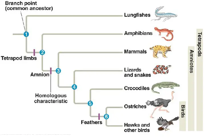 Example phylogenetic tree. 

