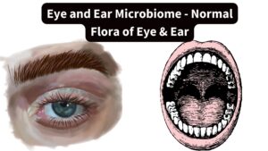 Eye and Ear Microbiome - Normal Flora of Eye & Ear