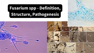 Fusarium spp - Definition, Structure, Pathogenesis