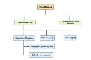 Gene Mapping - Definition, Types, Applications
