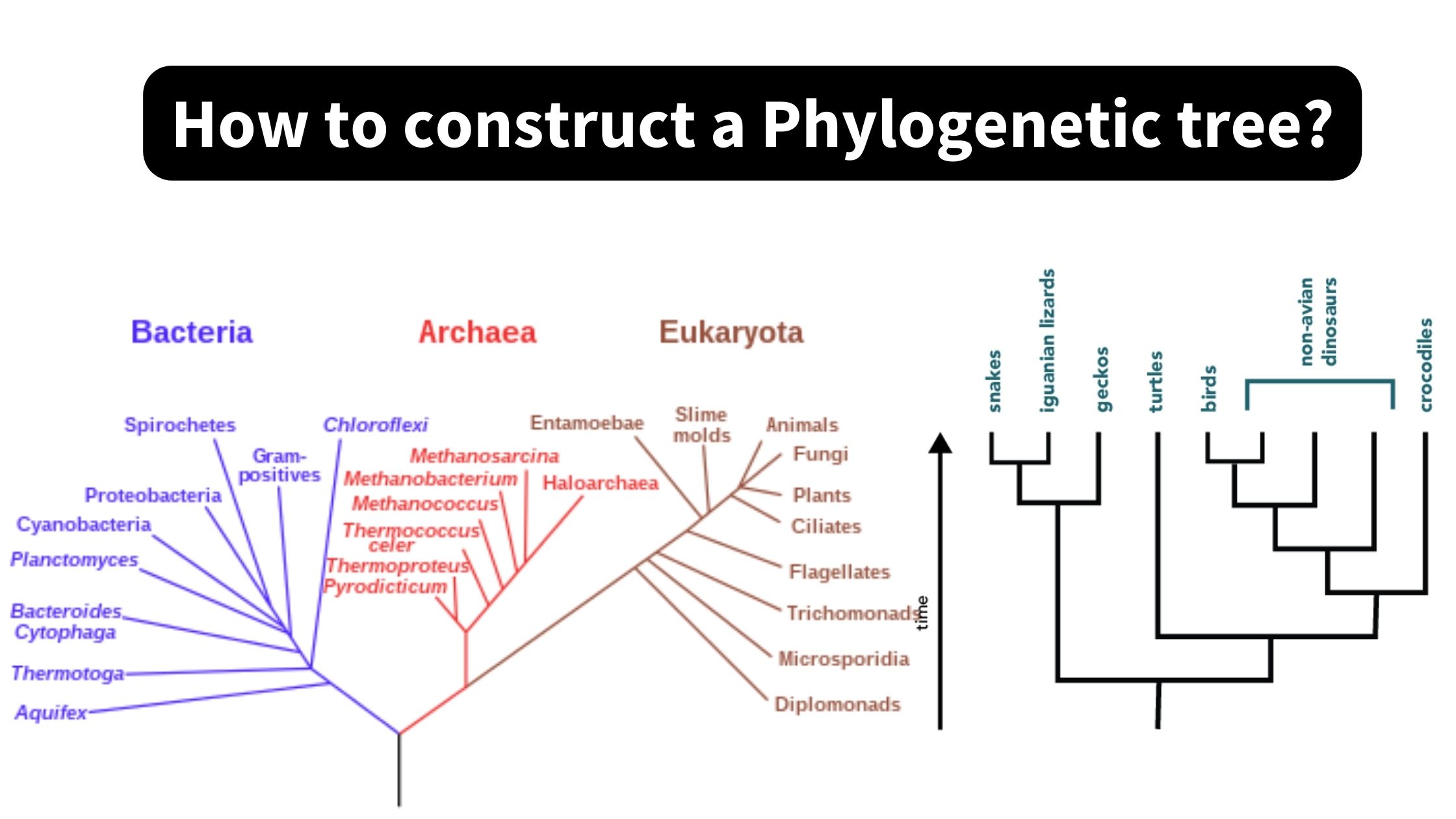 How to construct a Phylogenetic tree?