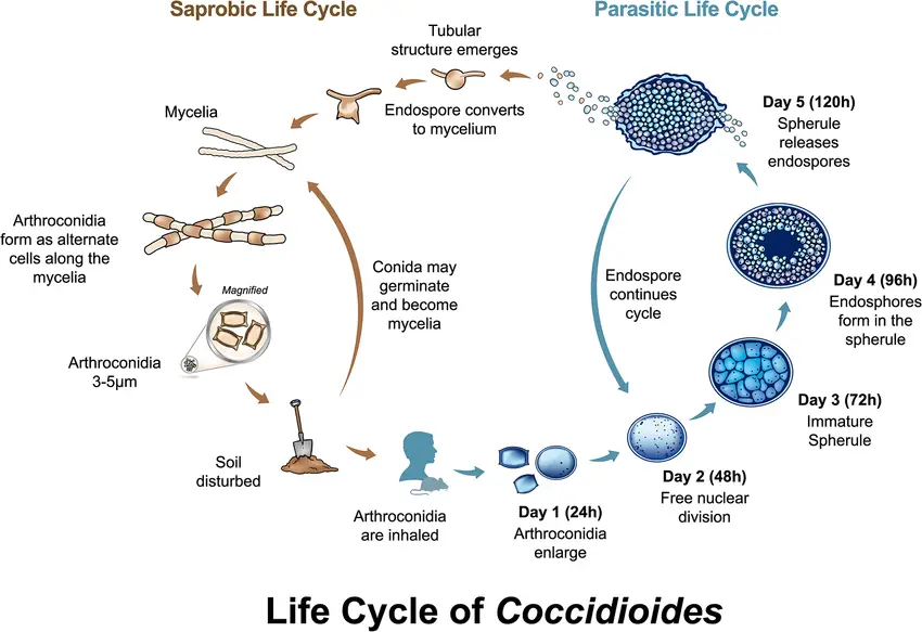 Life cycle of Coccidioides