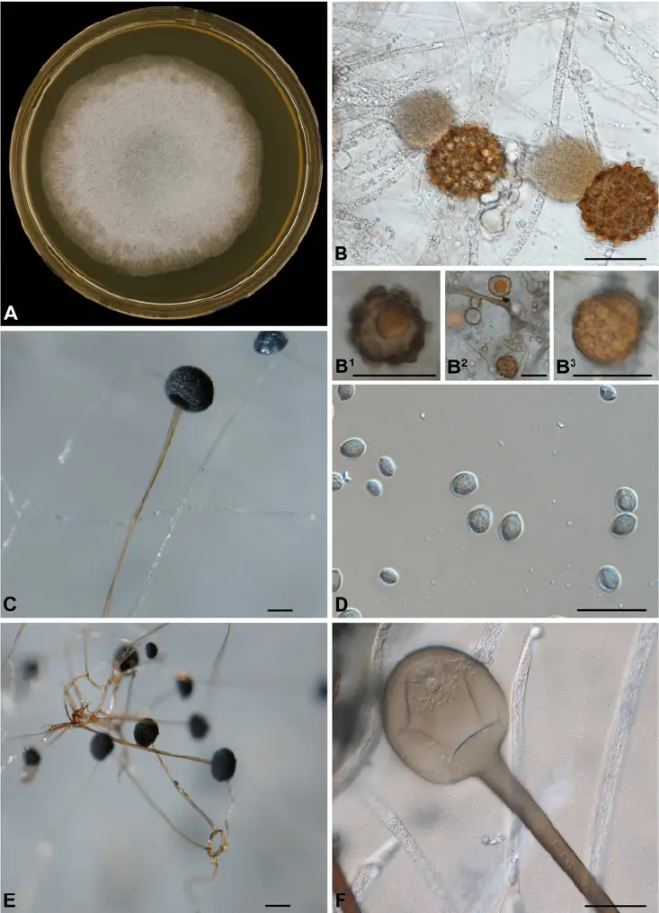 Macroscopic and microscopic morphology of Rhizopus microsporus CBS 700.68. A Colony on MEA after 2 days incubation at 30 °C; B Zygospores with unequal suspensors; B 1 – B 3 . Azygospore from CBS 344.29. c Columella; 
