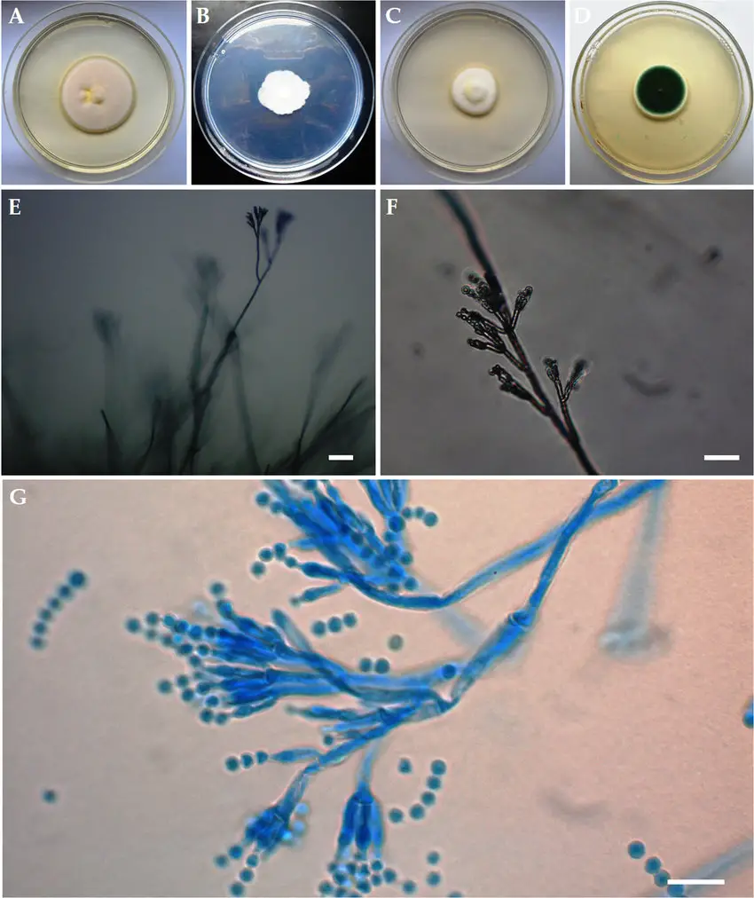 Macroscopic observations of 7-day-old Penicillium chrysogenum (A). CYA, (B). Czapek-Dox agar, (C). MEA, and (D). PDA and microscopic observations of morphological structures of 2-weekold P. chrysogenum (E,F). Petri dish cultures under the optical microscope with natural arrangement: stipe, branches, ramus, metulae, phialides, conidia, (G). Microscopic slide dyed with lactophenol cotton blue: rough branches, ramus and metulae, phialides, conidia) isolated most frequently from the wing membranes of female greater mouse-eared bats (Myotis myotis). The size of stipes ranged from 2.5-4 μm, and of phialides ampuliform with a reduced neck from 7-10 to 2-2.5 μm. Conidia were elliptical to subglobose, 3-4 in μm long axis, and smooth. Scale bars: 50 μm (E), 20 μm (F), 10 μm (G,H).