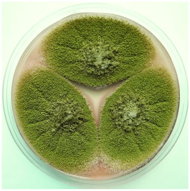 Macroscopic view of Aspergillus flavus on Czapek yeast extract agar (25 • C, 7 days). Photo: Vladimir Ostry.
