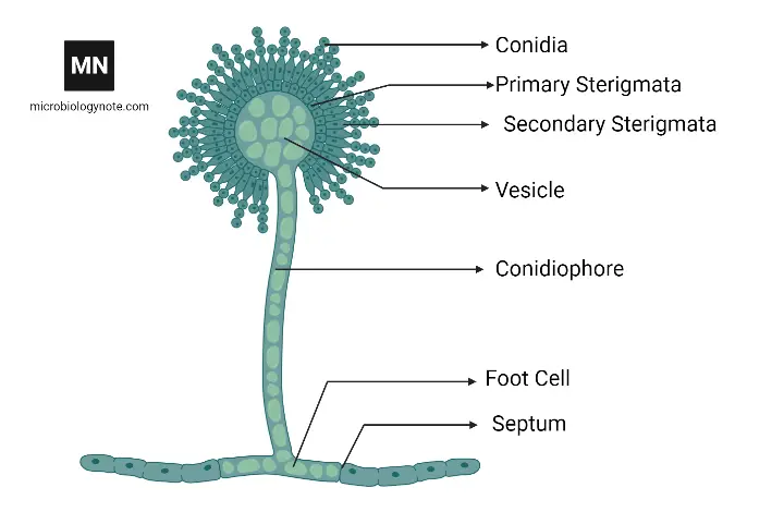 Microscopic diagram of Aspergillus flavus.  
