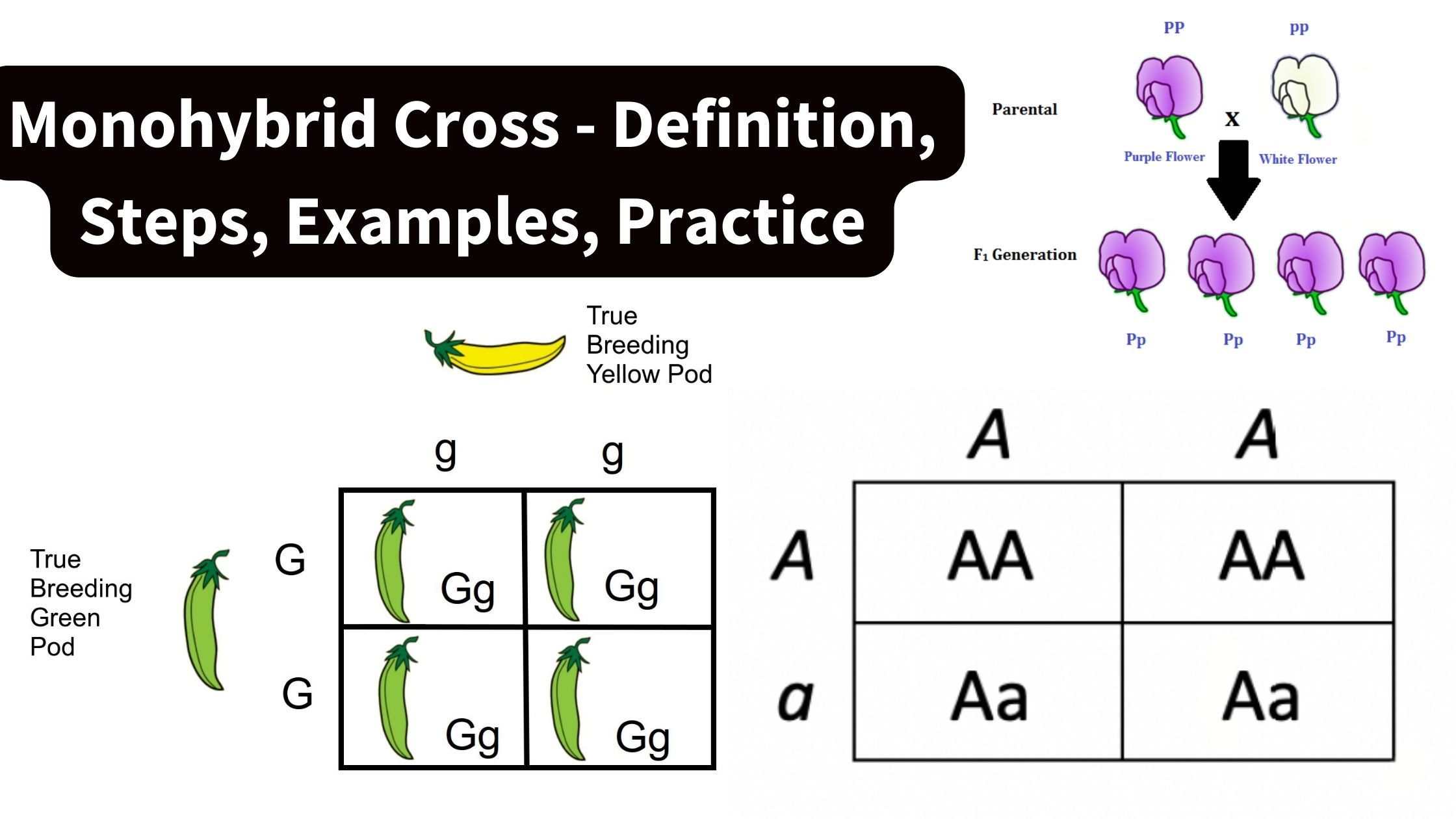 Monohybrid Cross - Definition, Steps, Examples, Practice