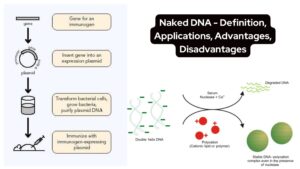 Naked DNA - Definition, Applications, Advantages, Disadvantages