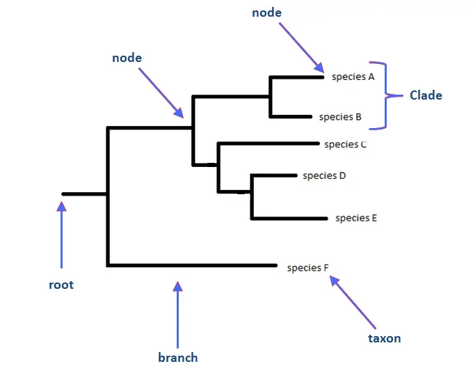 Parts of a Phylogenetic Tree