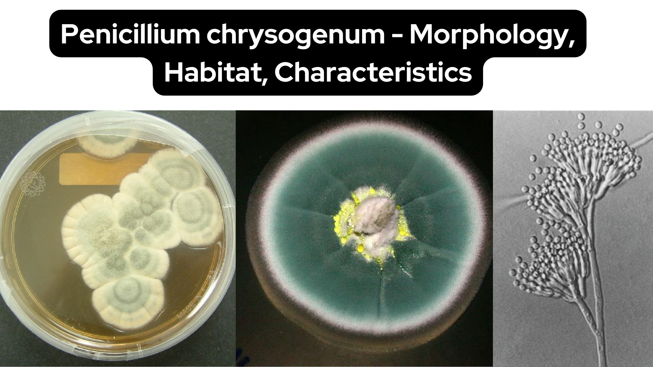 Penicillium chrysogenum - Morphology, Habitat, Characteristics
