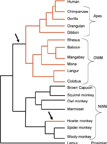 Primate phylogenetic tree